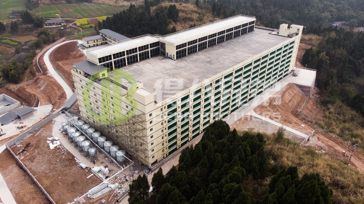 आधुनिक सुअर फार्म डिज़ाइन में पर्यावरणीय गुणवत्ता में सुधार कैसे करें