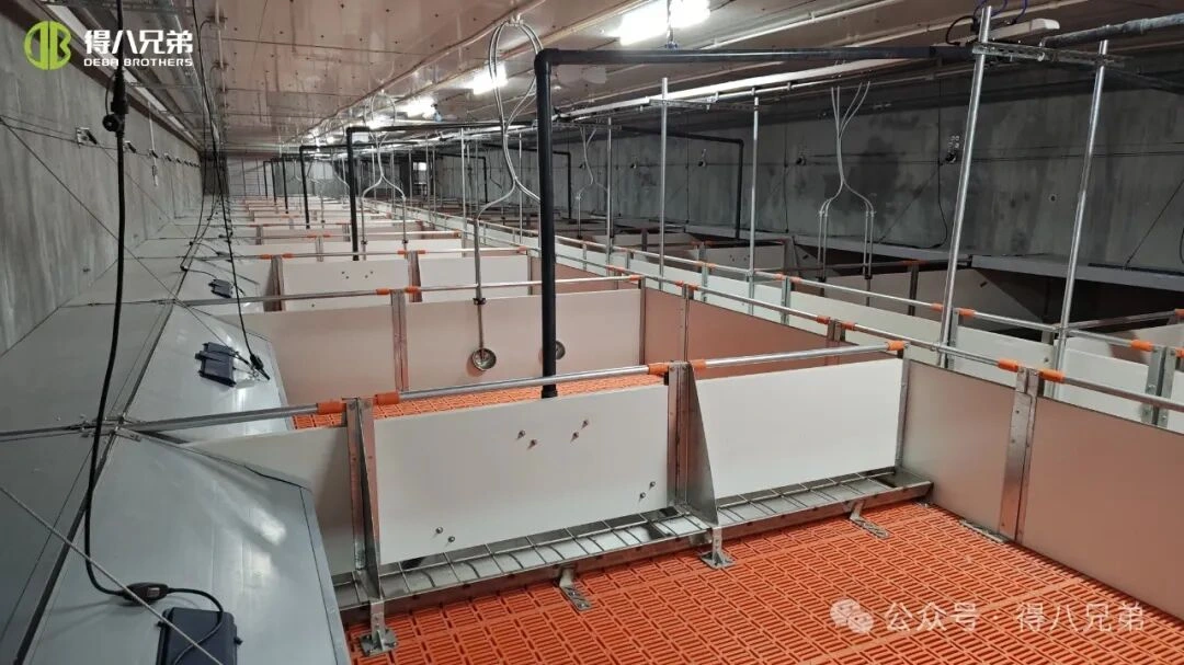 गर्म मौसम के दौरान सूअर फार्मों में गर्मी तनाव की रोकथाम और प्रबंधन